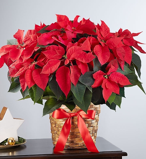 Christmas Poinsettia