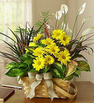 Dish Garden With Cut Flowers